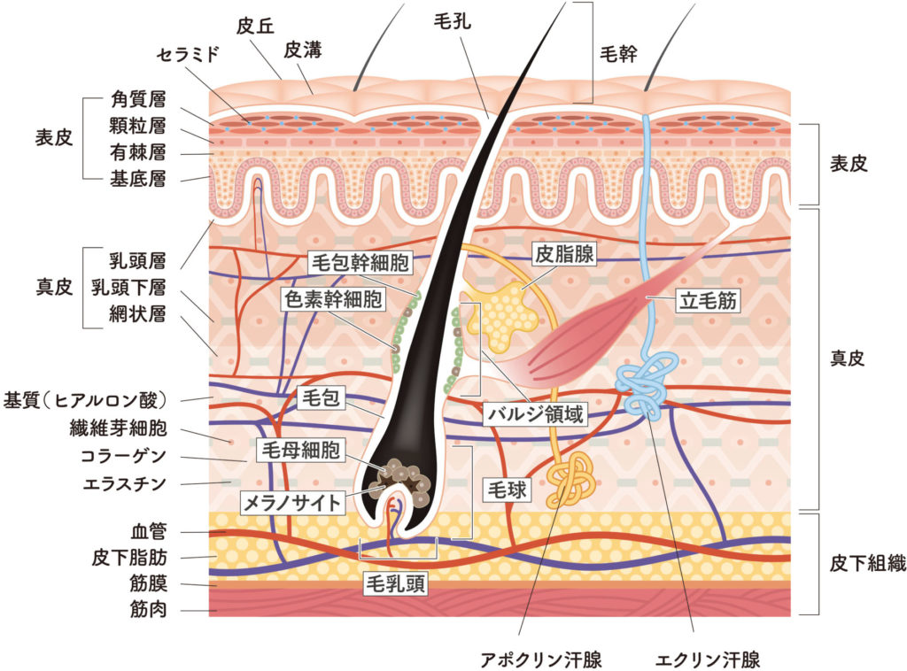 私たちの肌は、表皮、真皮、皮下組織という3つの主要な層で構成されています。